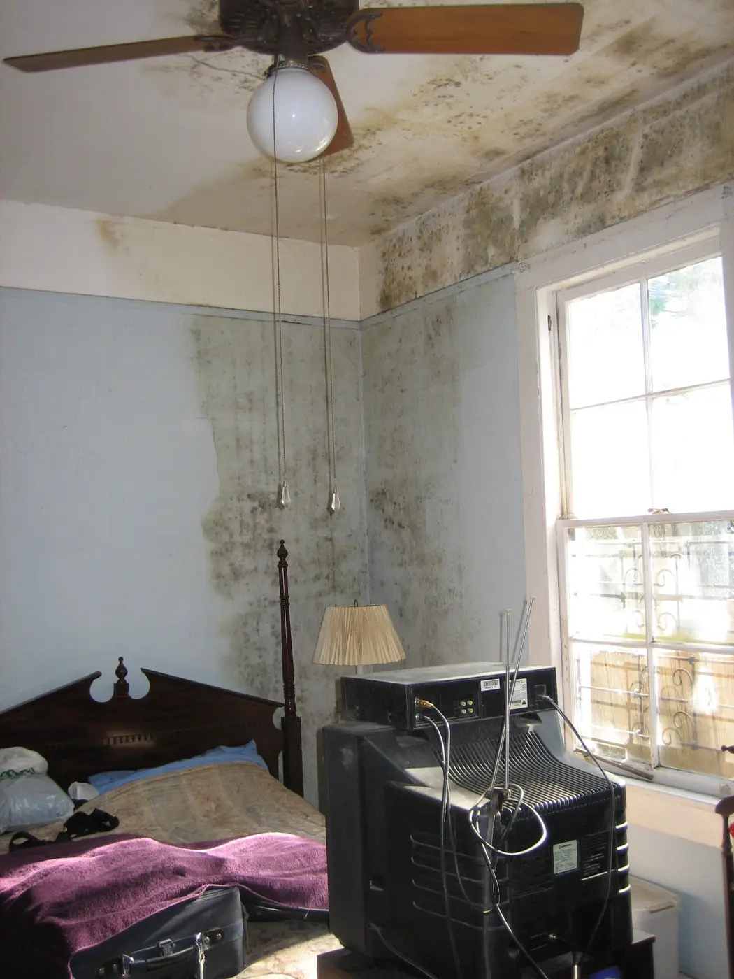 Dunkler Schimmelbefall auf einer Zimmerwand in der Ecke über der Fußleiste
